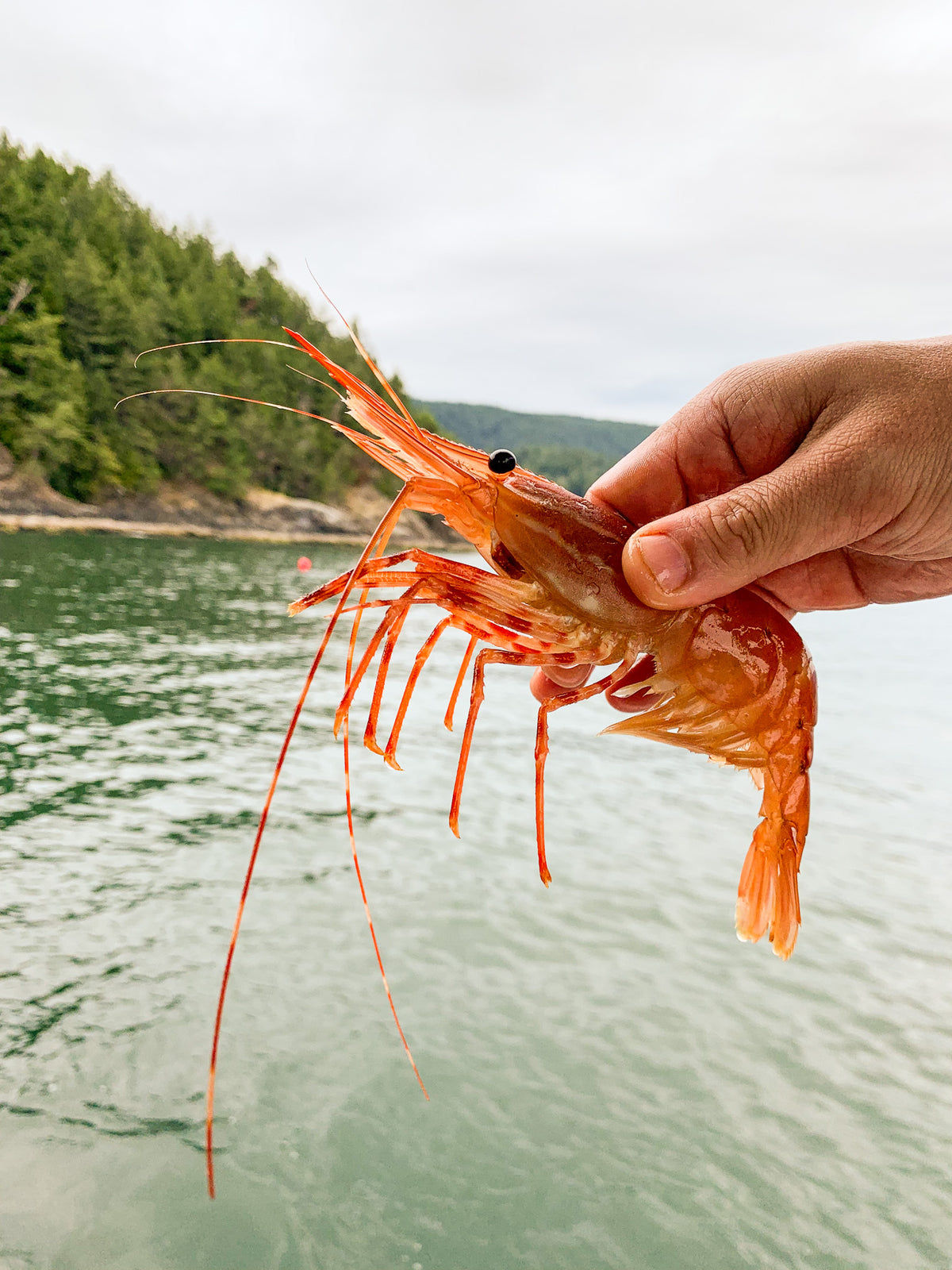 Commercial Fishing Licences - PRAWN AND SHRIMP by Trap