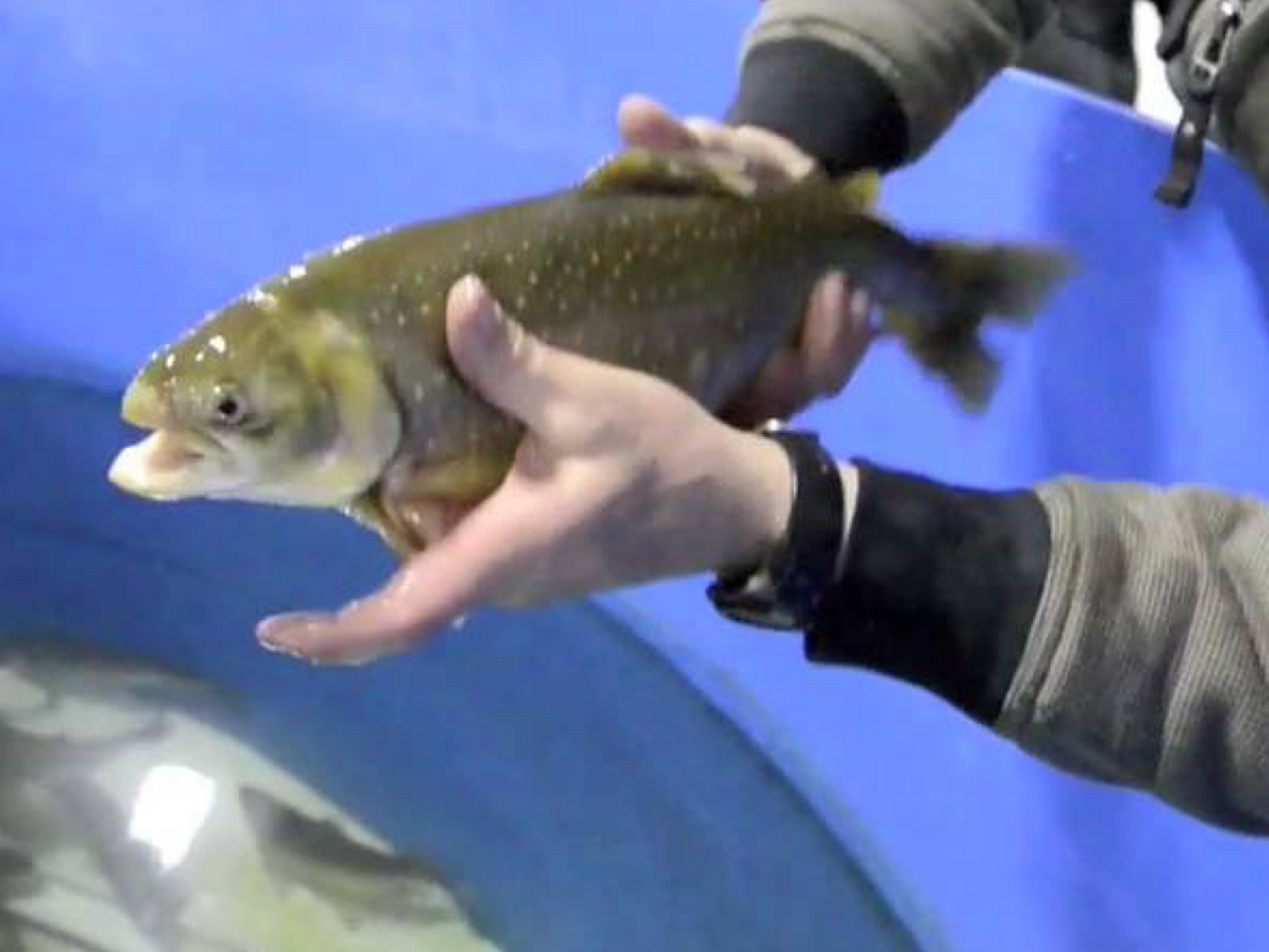 Sustainable Arctic Char (about 1.5kg) - Dish The Fish