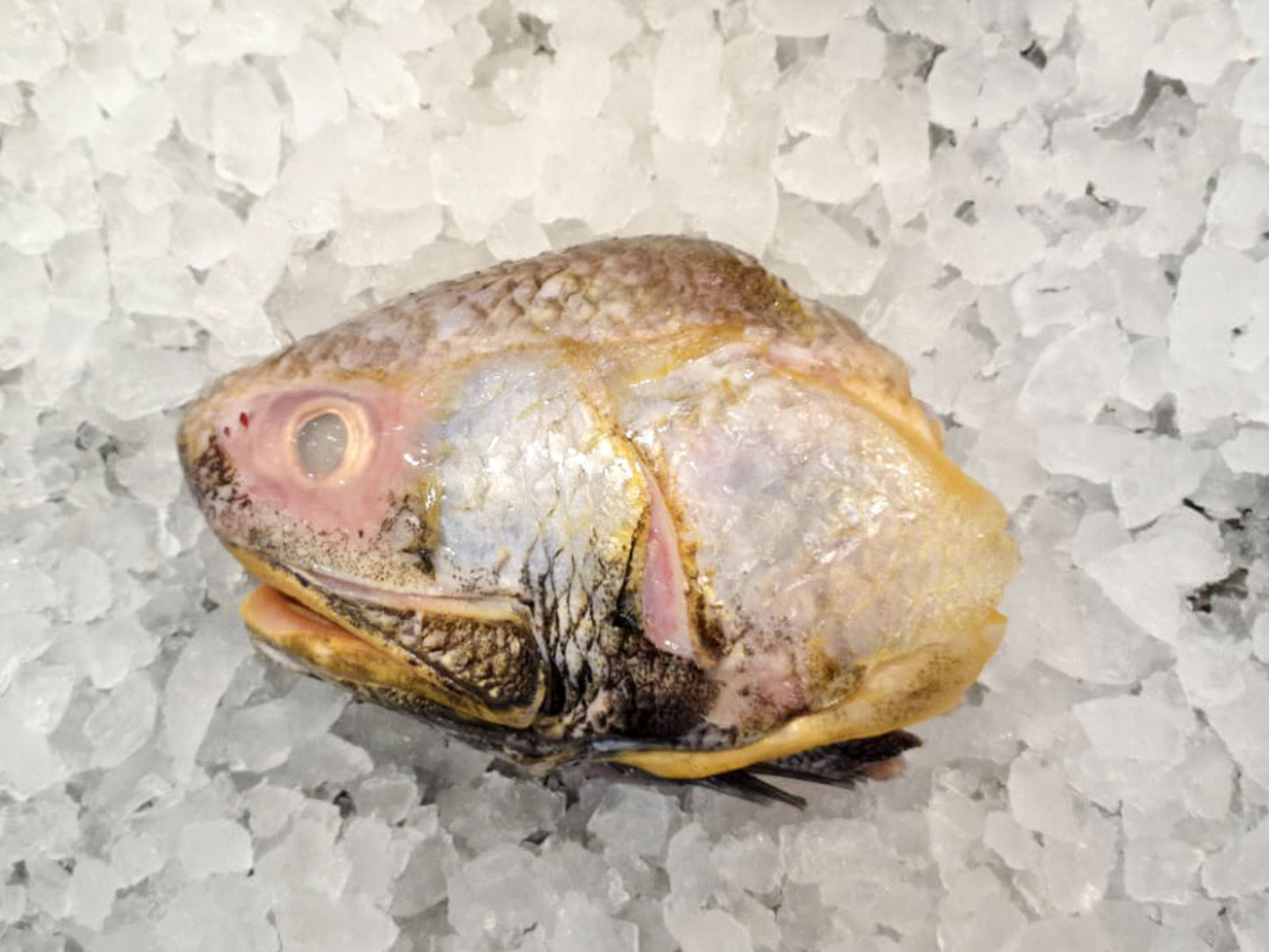 Wild Balai Threadfin Head (about 1kg) - Dishthefish Sustainable Tanjung Balai Indonesia Online Delivery Singapore Fresh Fish Seafood Line Caught Organic Natural Ethical  DishTheFish Toppers Powderize  Pets Treats Superfood 