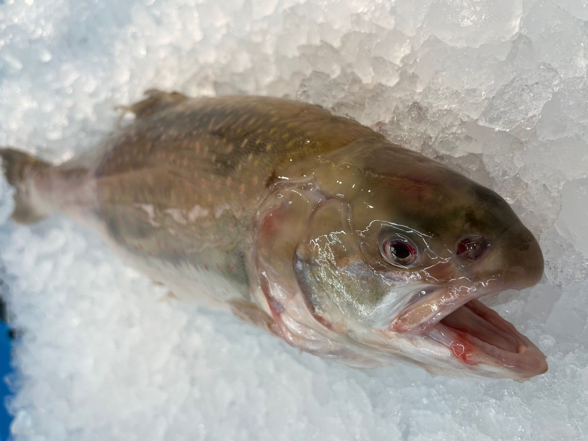 Sustainable Arctic Char (about 1.5kg) - Dish The Fish