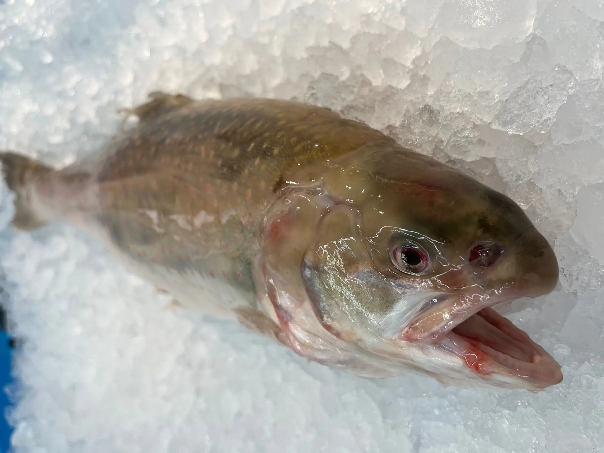 Sustainable Arctic Char Fillet Dishthefish