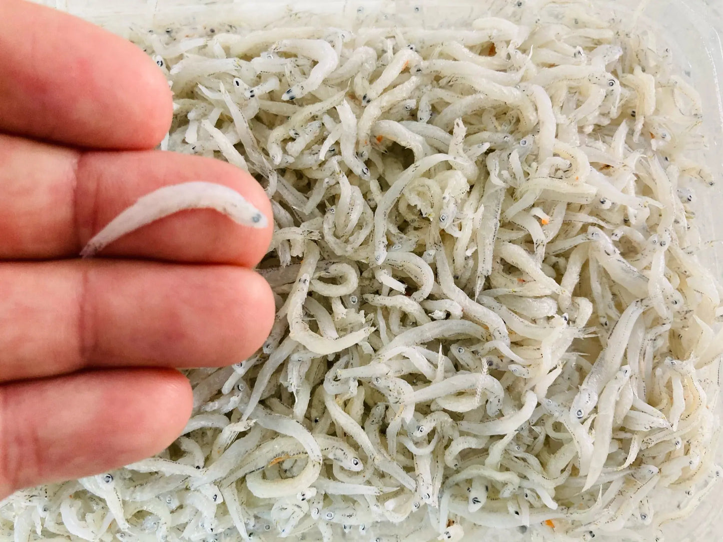 Wild Local Whitebait (Silverfish) (about 150g) - Dish The Fish