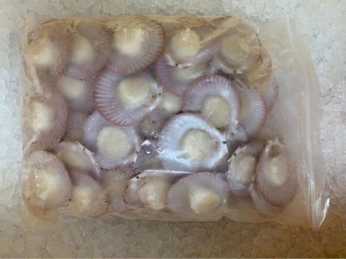 Wild Half Shell Scallops (Around 1kg) - Dish The Fish