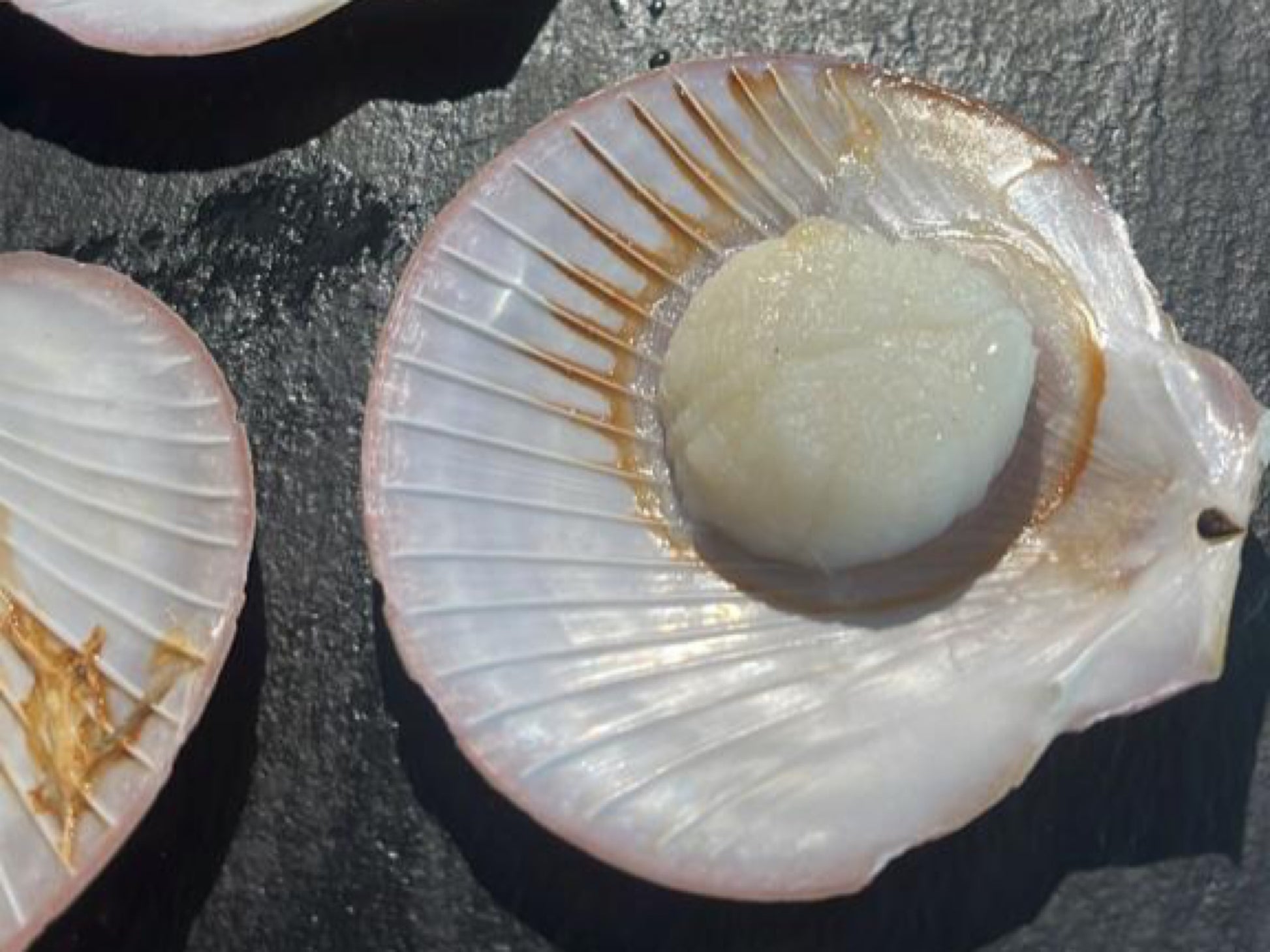 Wild Half Shell Scallops (Around 1kg) - Dish The Fish