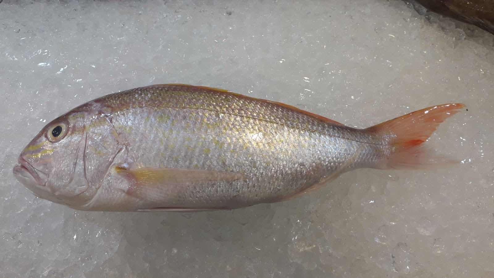 DISHTHEFISH The new age fishmonger fresh fish children cut sustainable Singapore wild caught Red Emperor Snapper ang sai 红狮子 Singapore Fresh Fish Third Generation Fishmonger dishthefish fresh seafood supplier singapore  鱼片汤 鱼片 红狮子 鱼片 新加坡 海鲜 鲜鱼 送货 网购 巴刹 方便 即用 干净 容易储存 golden snapper 紅皂 Goldband snapper Ang gor Li 红哥里