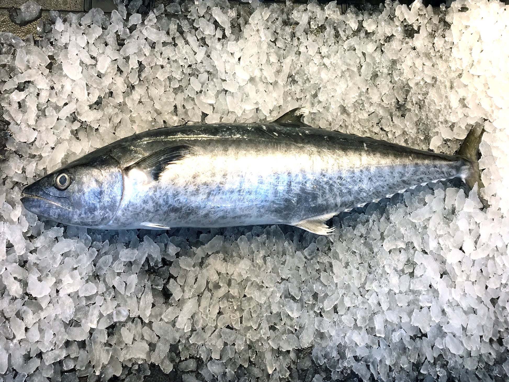 Wild caught in Indonesia. You will get the head and bones along with the portion cuts when you buy the whole fish.  Mandarin Name: 巴当鱼 Local Malay Name: Ikan Tenggiri Batang  child cut 巴当 马鲛鱼 送货 网购 新加坡 巴刹 卖鱼 新鲜 好吃