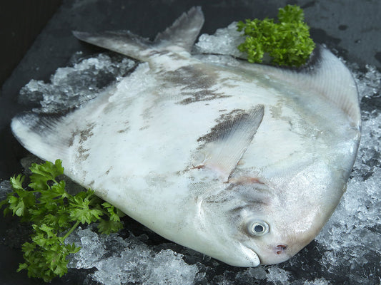 Wild Chinese Pomfret - Dishthefish