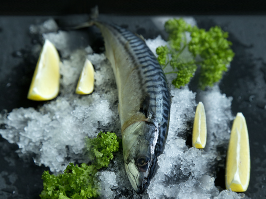 wild caught saba mackerel 洒吧鱼 fresh fish third generation fishmonger singapore dishthefish