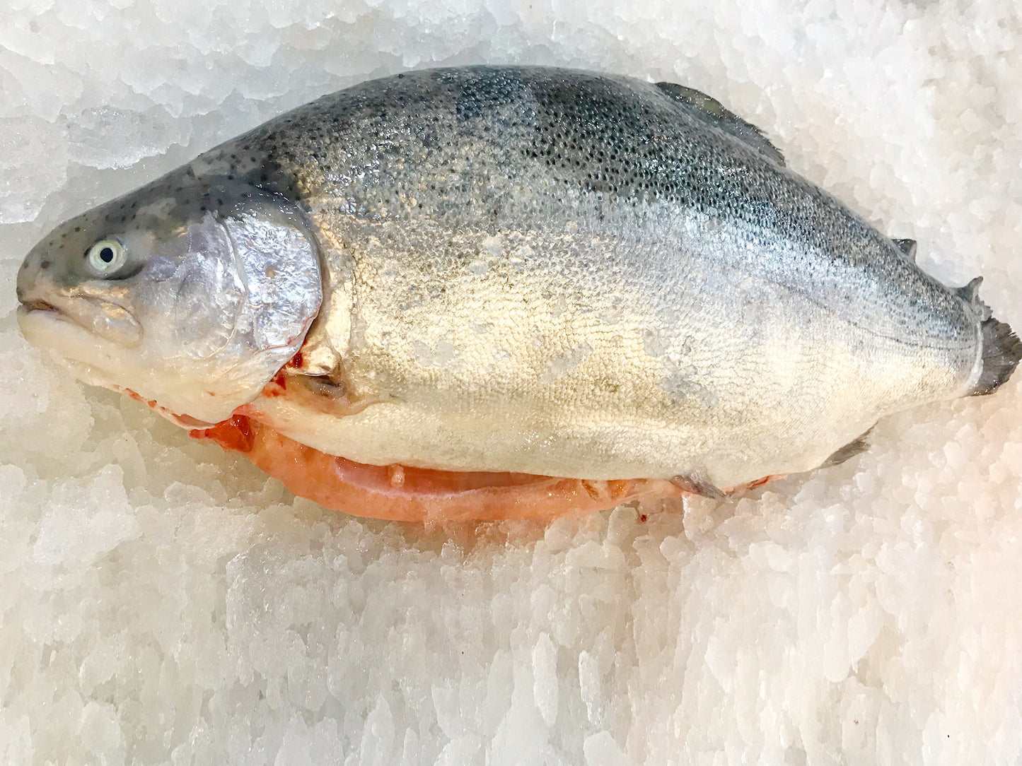 Whole Norwegian Fjord Sustainable Ocean Trout (about 4.5kg) - Dishthefish