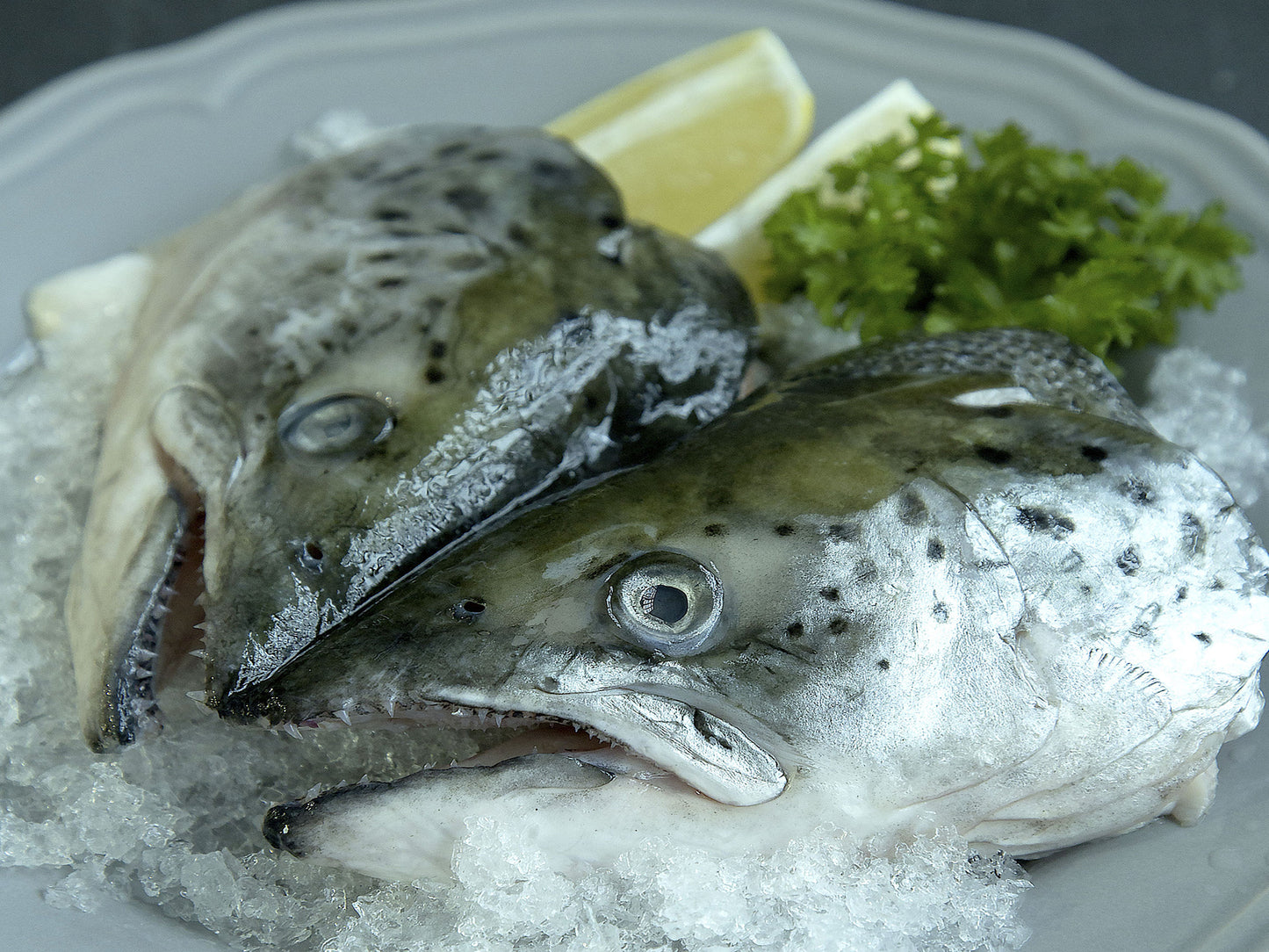 Norwegian Salmon Head - Dishthefish king salmon head vancouver wild caught line hooked winter harbour