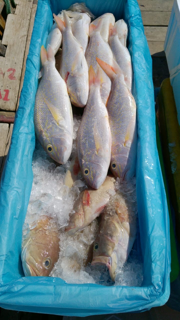 Snapper Steak (about 200g) - Dishthefish