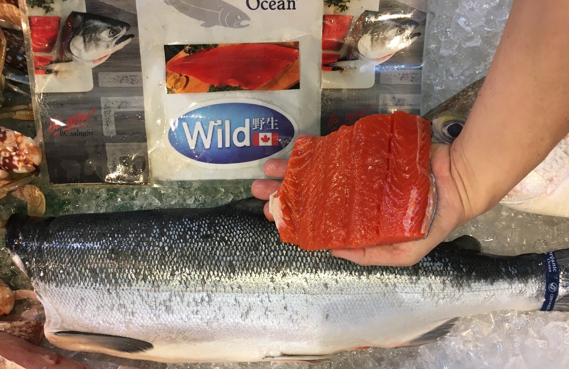 渔民 dishthefish the new age fishmonger child cut children low mecury wild caught sockeye british columbia airflown wet market singapore net caught line online delivery singapore 新加坡 网购 三文鱼 野生 送货 家户订购 巴刹 鱼贩 渔夫 鱼片 鱼块 fillet boneless steak cut fish slices clean and gut 