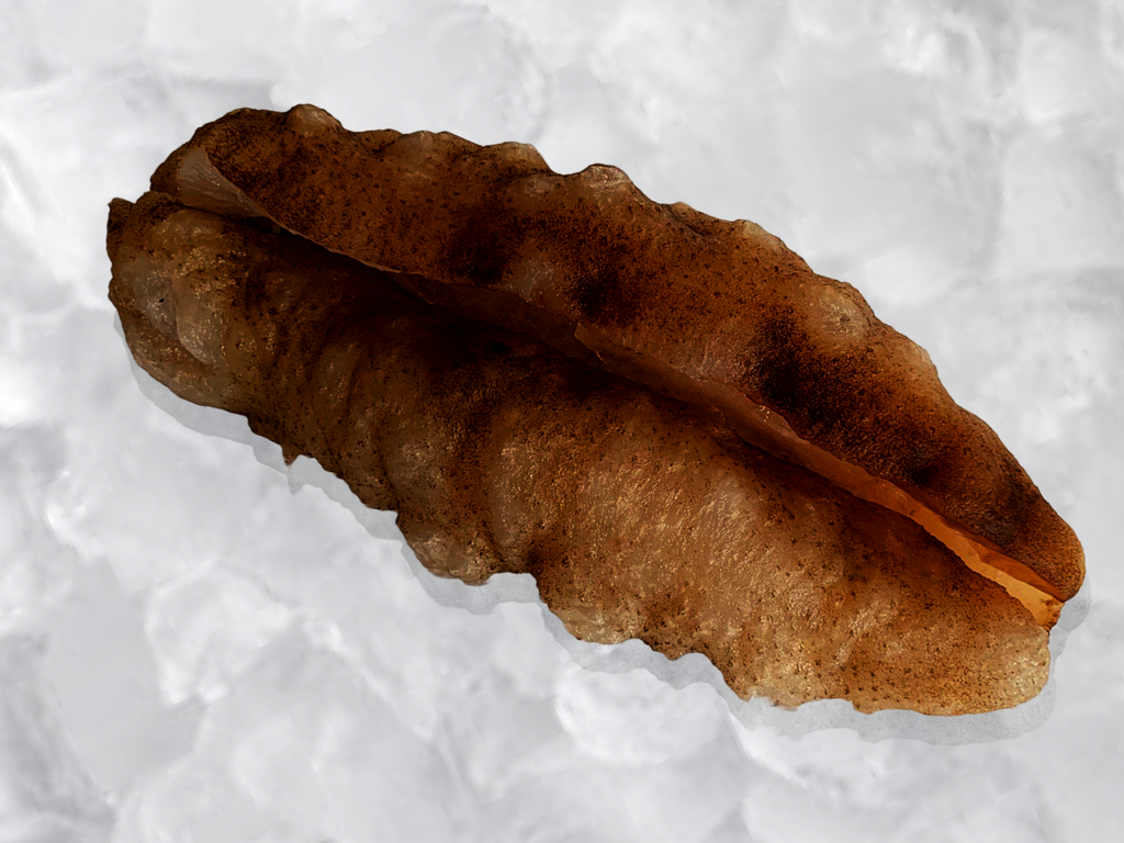 Wild Sustainable Unbleached Natural Sea Cucumber - Dish The Fish