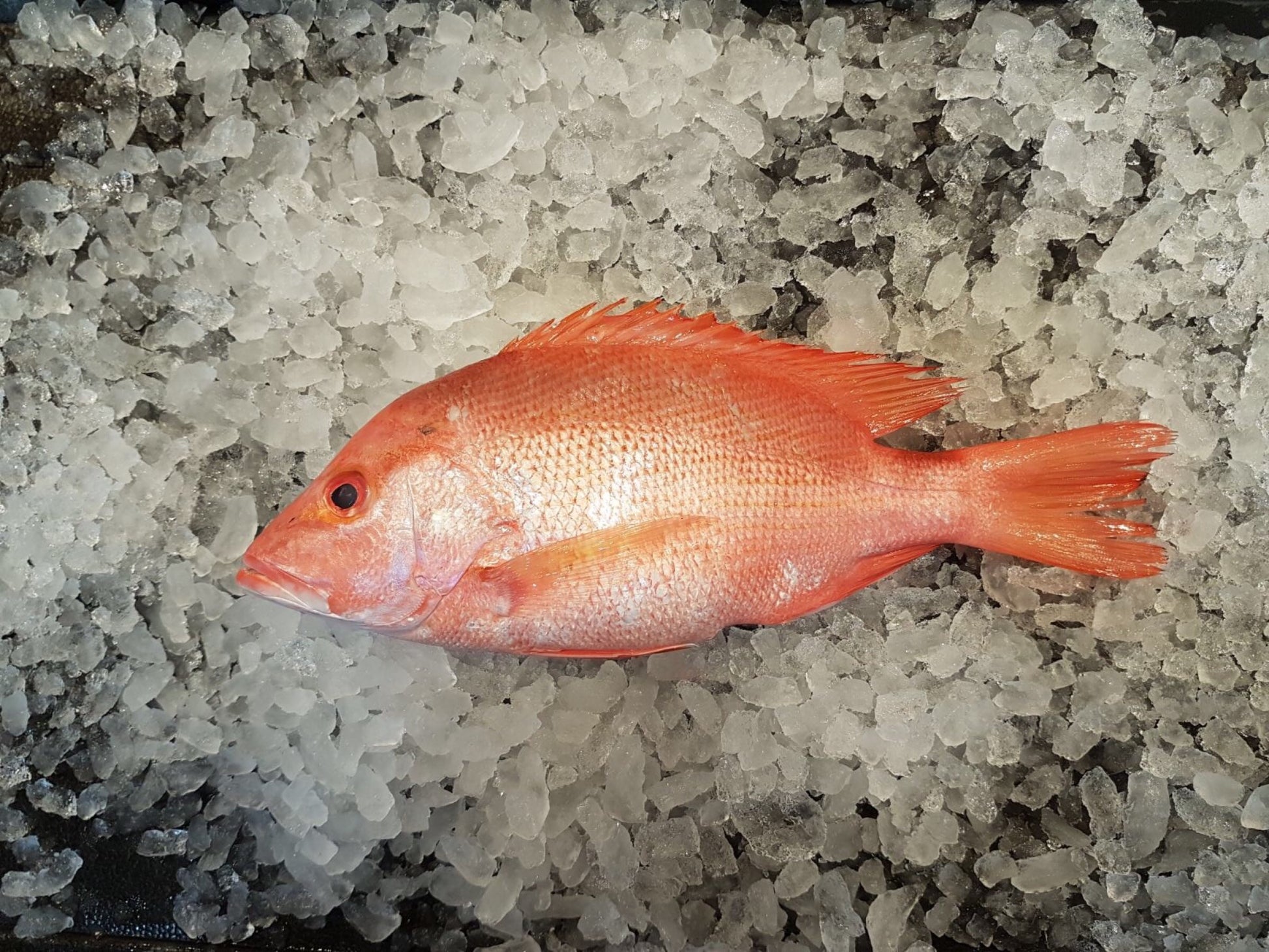 DISHTHEFISH The new age fishmonger fresh fish children cut sustainable Singapore wild caught Red Emperor Snapper ang sai 红狮子 Singapore Fresh Fish Third Generation Fishmonger dishthefish fresh seafood supplier singapore  鱼片汤 鱼片 红狮子 鱼片 新加坡 海鲜 鲜鱼 送货 网购 巴刹 方便 即用 干净 容易储存