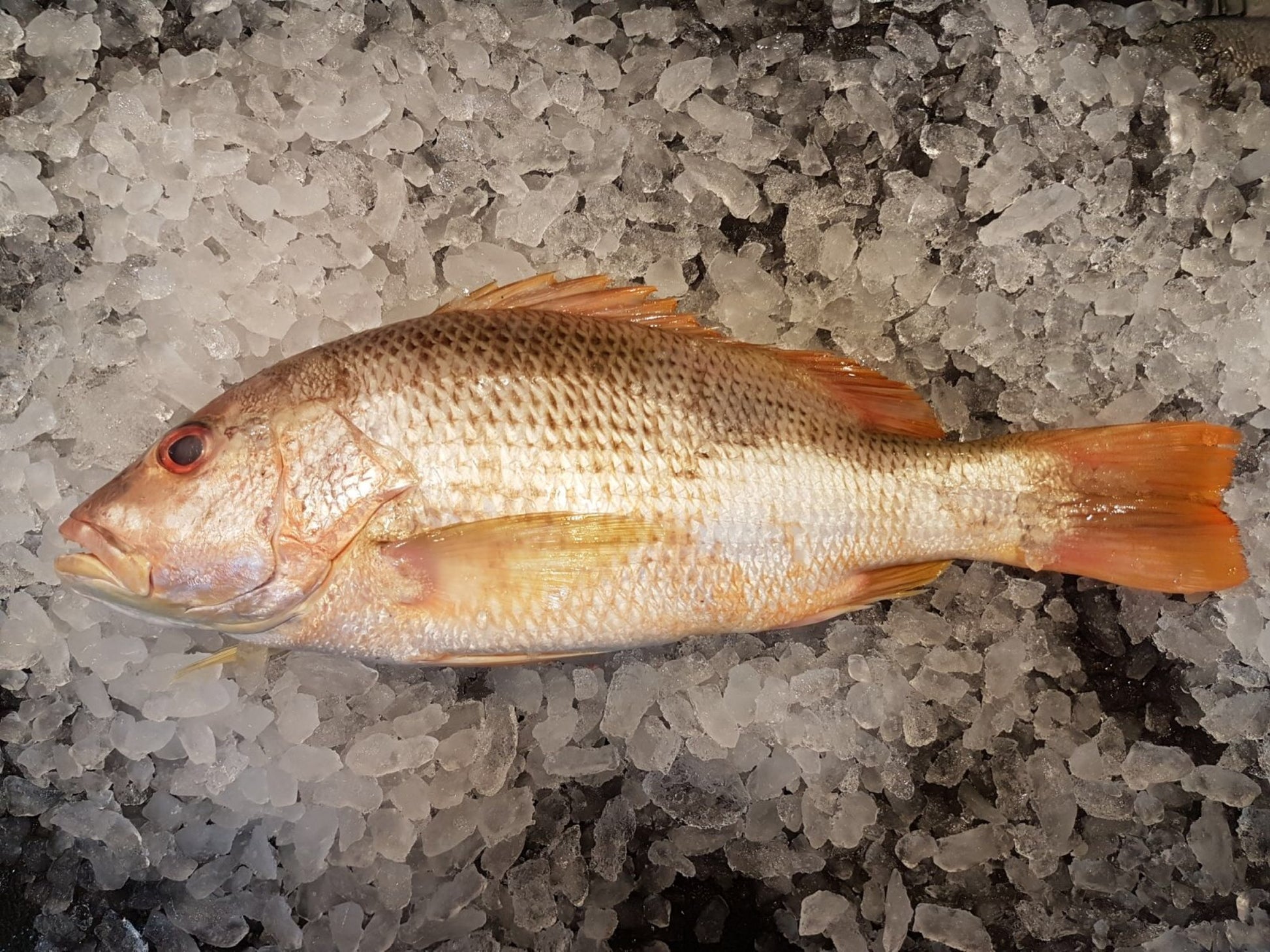 DISHTHEFISH The new age fishmonger fresh fish children cut sustainable Singapore wild caught Red Emperor Snapper ang sai 红狮子 Singapore Fresh Fish Third Generation Fishmonger dishthefish fresh seafood supplier singapore  鱼片汤 鱼片 红狮子 鱼片 新加坡 海鲜 鲜鱼 送货 网购 巴刹 方便 即用 干净 容易储存 golden snapper 紅皂 