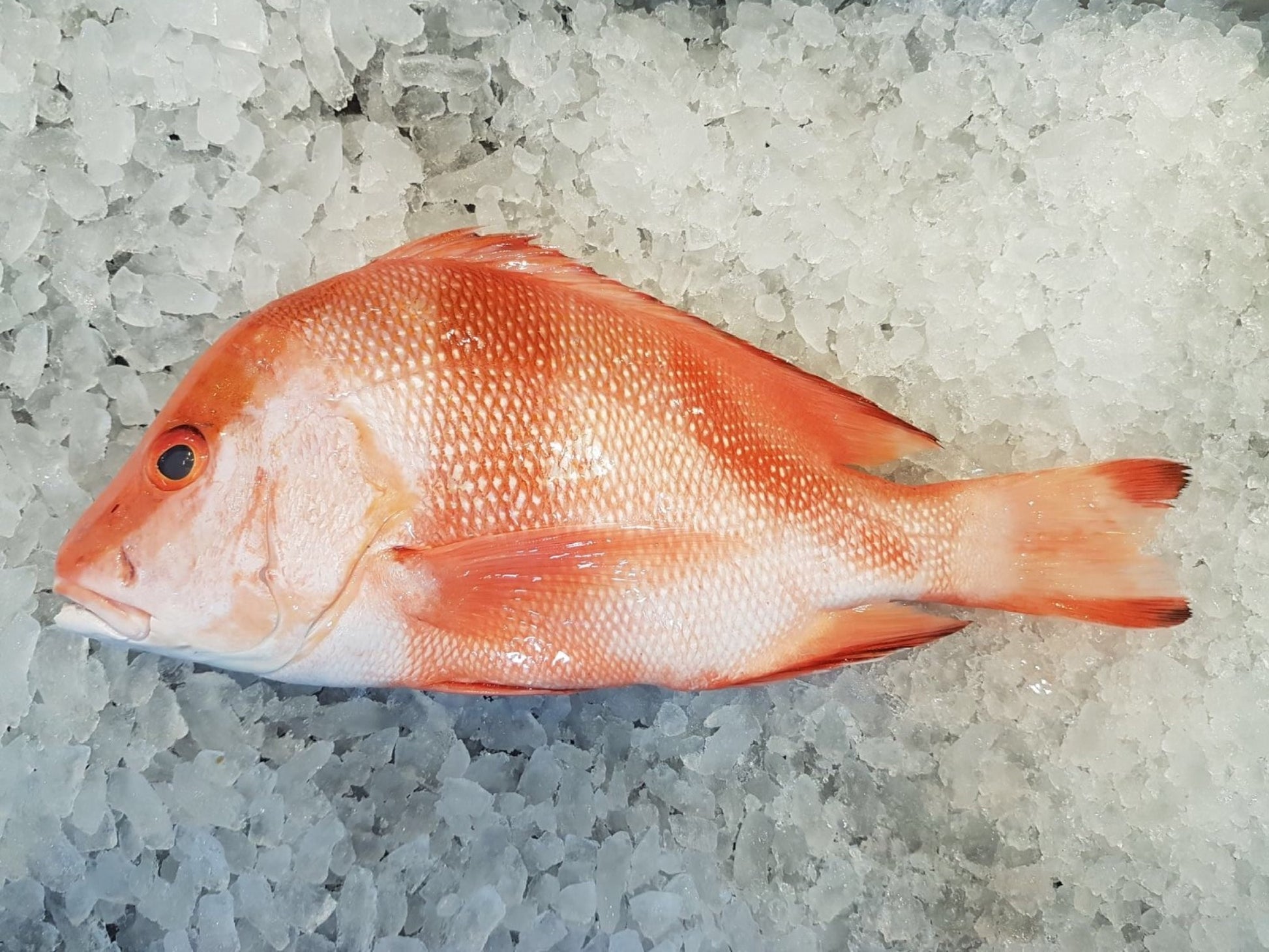 DISHTHEFISH The new age fishmonger fresh fish children cut sustainable Singapore wild caught Red Emperor Snapper ang sai 红狮子 Singapore Fresh Fish Third Generation Fishmonger dishthefish fresh seafood supplier singapore  鱼片汤 鱼片 红狮子 鱼片 新加坡 海鲜 鲜鱼 送货 网购 巴刹 方便 即用 干净 容易储存