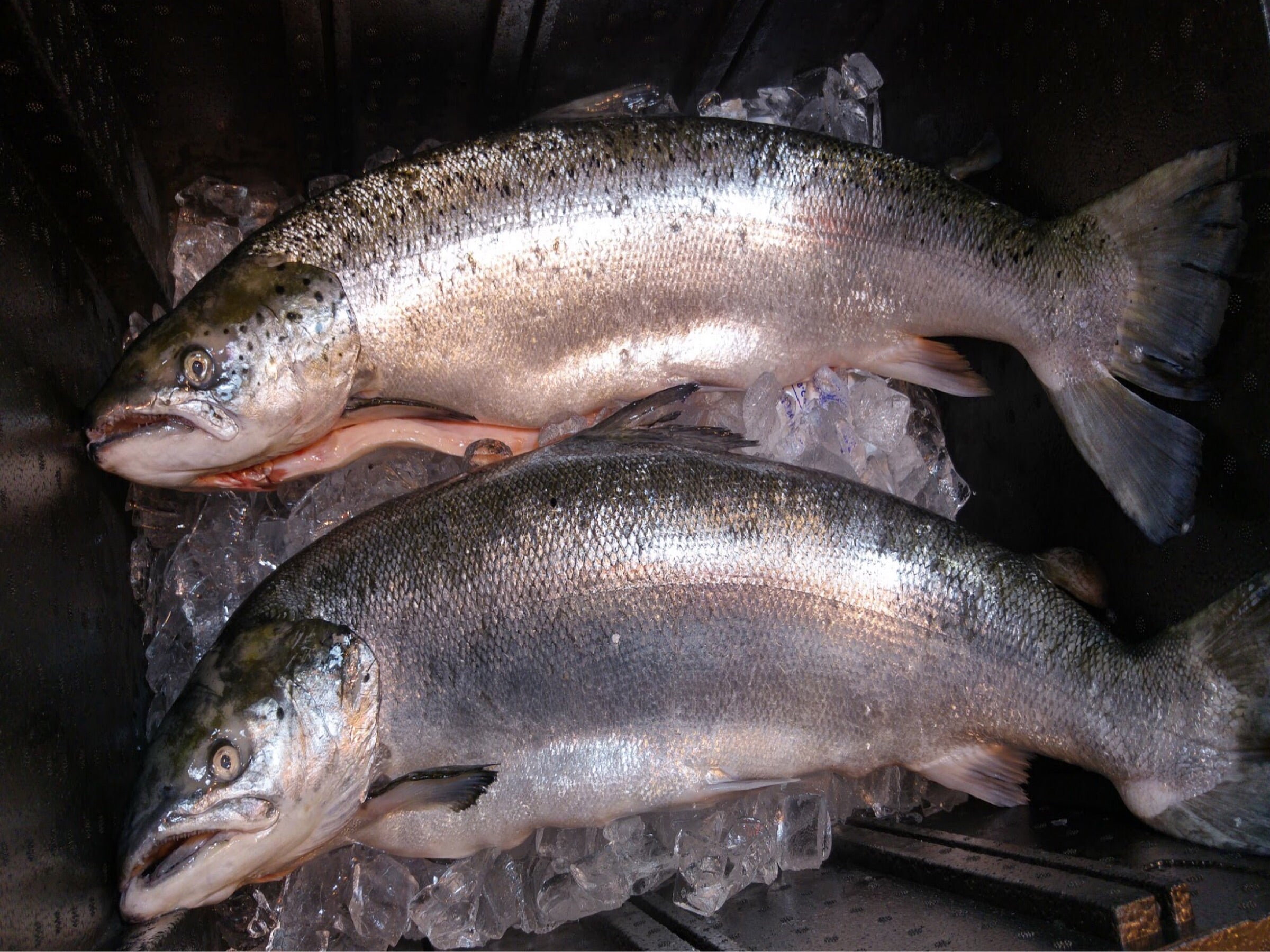 Whole Norwegian Salmon (about 5kg) – Dish The Fish