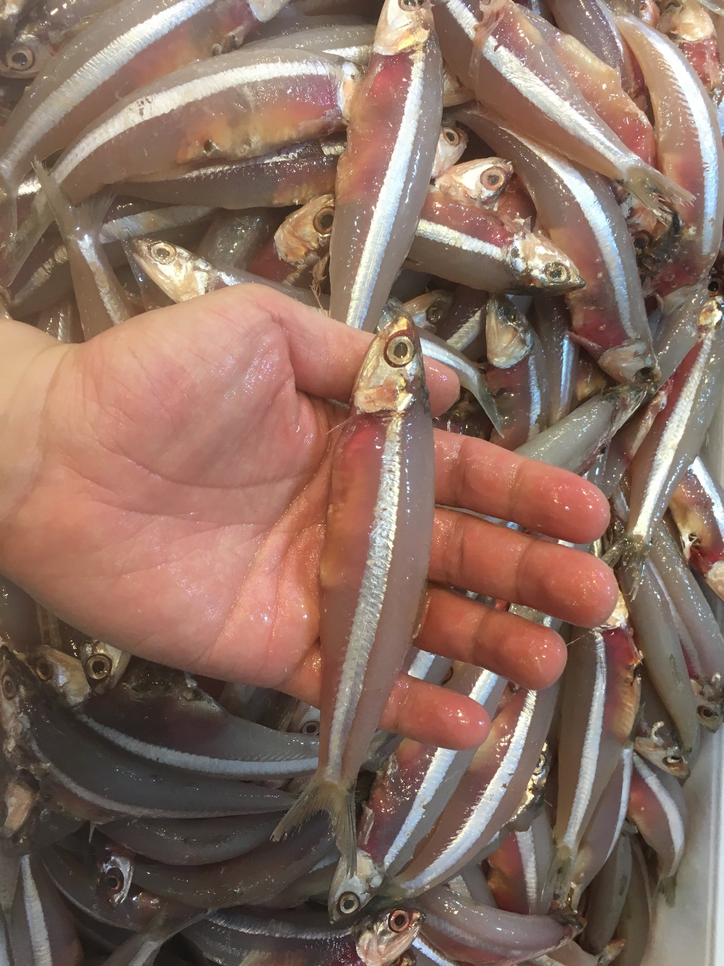 Wild anchovies/ ikan bilis (about 1kg) - Dishthefish new age fishmonger fresh fish seafood online delivery wet market ikan bilis pacific indian anchovies large big indonesia malaysia 渔民 巴刹 新加坡 鲜鱼 网购 送货