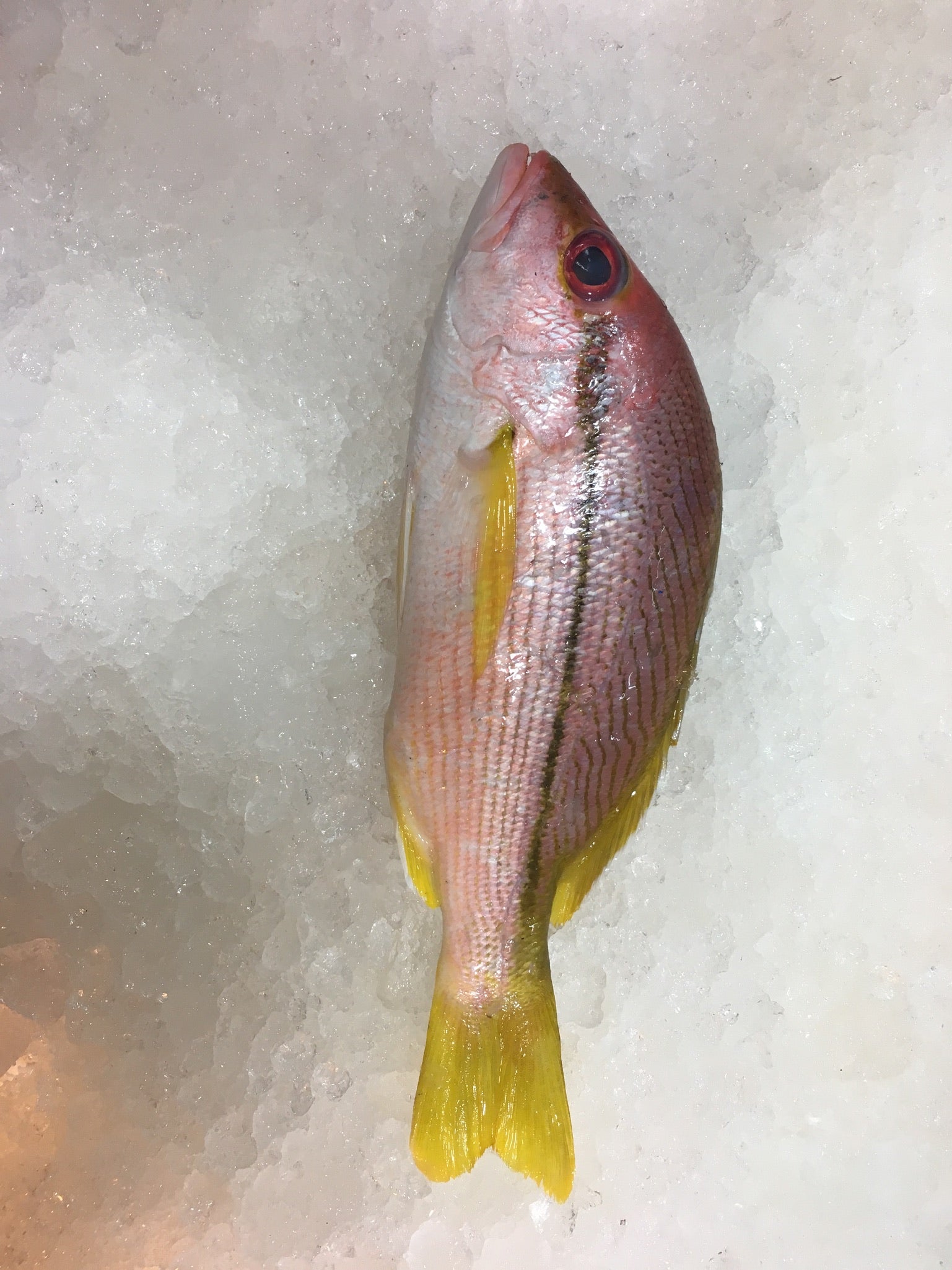 DISHTHEFISH The new age fishmonger fresh fish children cut sustainable Singapore wild caught Red Emperor Snapper ang sai 红狮子 Singapore Fresh Fish Third Generation Fishmonger dishthefish fresh seafood supplier singapore  鱼片汤 鱼片 红狮子 鱼片 新加坡 海鲜 鲜鱼 送货 网购 巴刹 方便 即用 干净 容易储存 spanish flag snapper 记鱼 brownstripe snapper