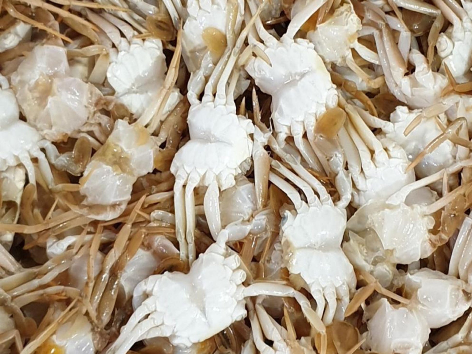 Wild Uncooked Mini Crabs (Malaysia) - Dish The Fish