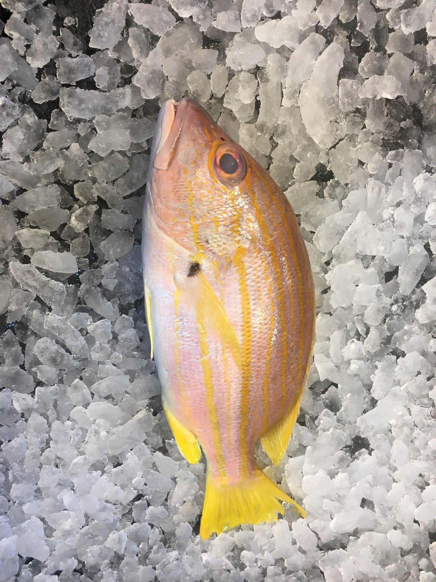 DISHTHEFISH The new age fishmonger fresh fish children cut sustainable Singapore wild caught Red Emperor Snapper ang sai 红狮子 Singapore Fresh Fish Third Generation Fishmonger dishthefish fresh seafood supplier singapore  鱼片汤 鱼片 红狮子 鱼片 新加坡 海鲜 鲜鱼 送货 网购 巴刹 方便 即用 干净 容易储存 spanish flag snapper 记鱼