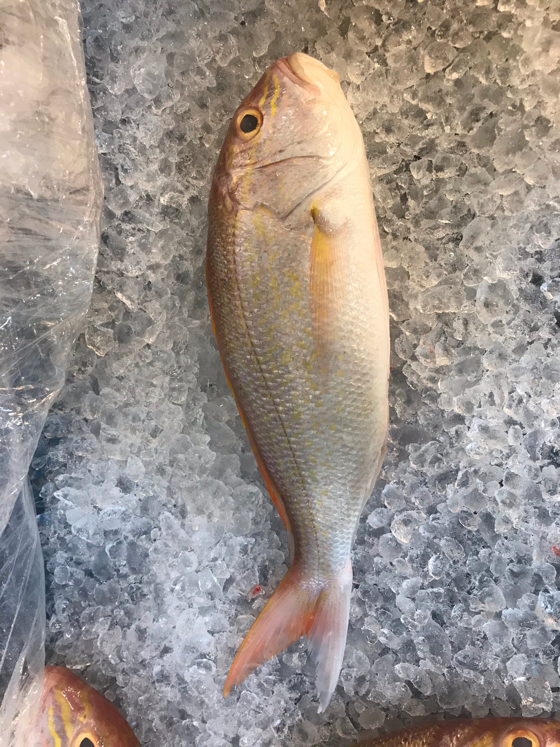 Snapper Steak (about 200g) - Dishthefish