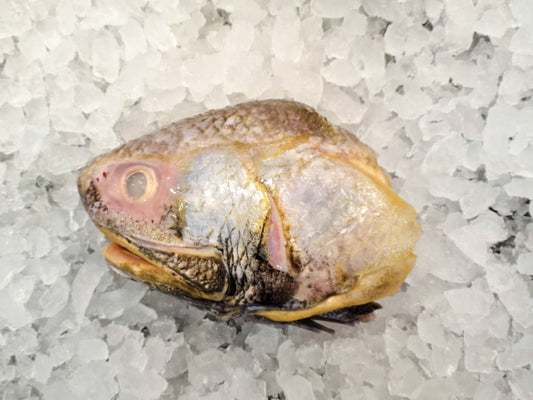 Wild Balai Threadfin Head (about 1kg) - Dishthefish Sustainable Tanjung Balai Indonesia Online Delivery Singapore Fresh Fish Seafood Line Caught Organic Natural Ethical  